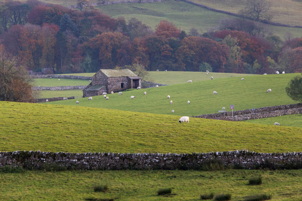 Sheep in the fields near a barn