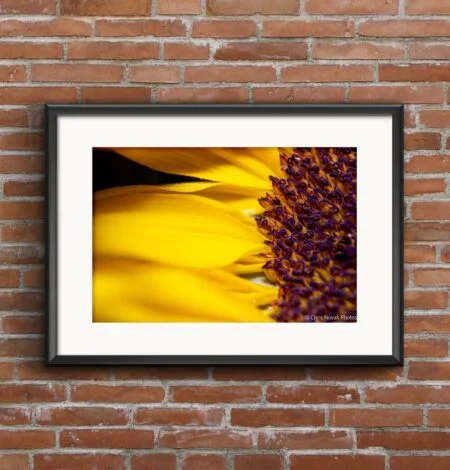 Sunflower Flower Art Print