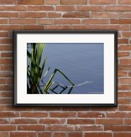 Reeds in a Pond Art Print